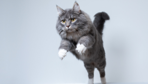 Pré​​​​server au mieux les articulations de votre chat : un guide pratique pour les propriétaires