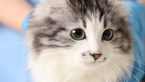 Tout ce que vous devez savoir sur les calculs urinaires chez les chats