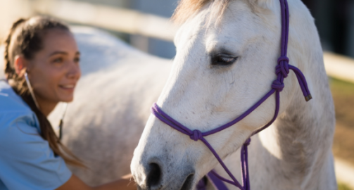 Diarrhée chez le cheval adulte : définition, origine, examens complémentaires et prise en charge