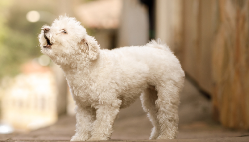 Pourquoi mon chien aboie-t-il ?