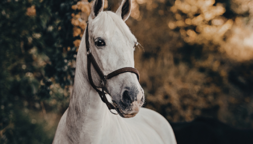 Comment contrôler l’état de santé de son cheval ?
