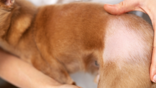 La pelade chez le chien : comprendre l’alopécie canine en profondeur
