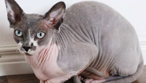 Le Sphynx