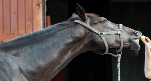 Friandises pour chevaux : leur faire plaisir sans effets secondaires