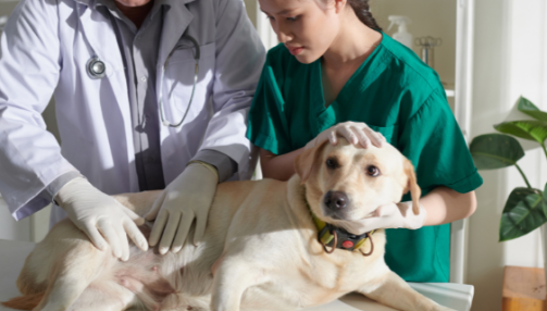 La pancréatite chez le chien : causes, signes cliniques et traitement