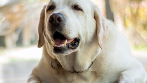 Comment faire maigrir un chien obèse ?