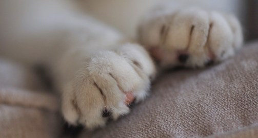 Pourquoi mon chat pétrit avec ses pattes ?