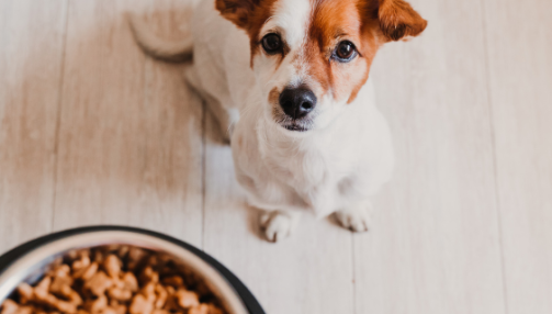 Comment gérer l’alimentation de son chien senior ?