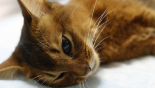 La leucose féline (FeLV)