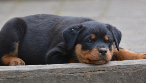 Le Rottweiler