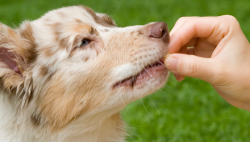 Comment choisir des friandises pour chiot ?
