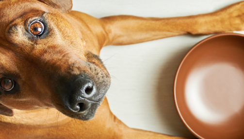 Comment bien nourrir un grand chien ?
