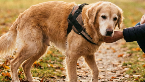 Ataxie chez le chien : causes, signes cliniques et prise en charge