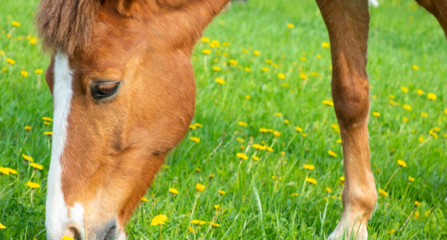 Tout savoir sur l’appareil digestif du cheval