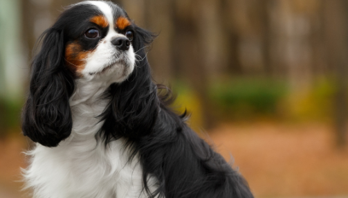 Le Cavalier King Charles : un chien noble et affectueux